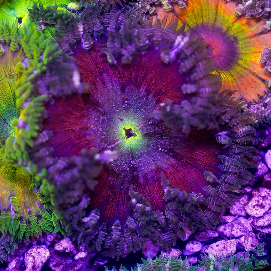Rock Flower Anemone, Premium 2" to 3" WYSIWYG