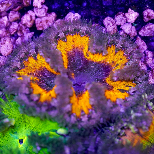 Rock Flower Anemone, Ultra 2" to 3" WYSIWYG