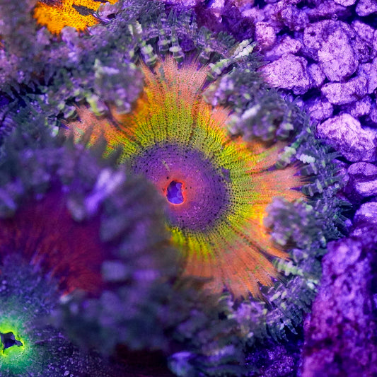 Rock Flower Anemone, Ultra 2" to 3" WYSIWYG