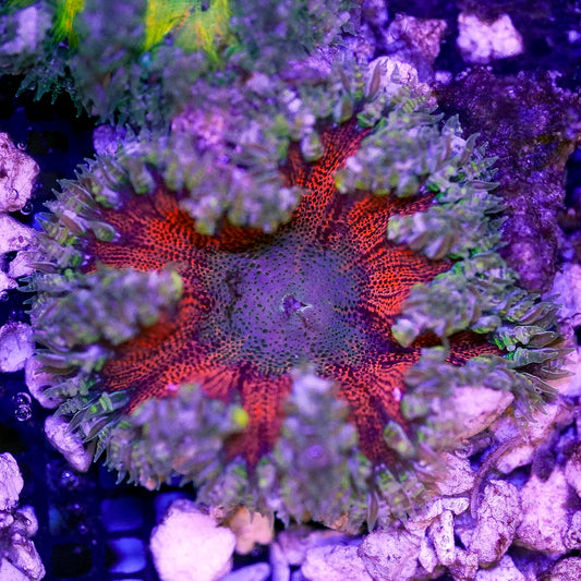 Rock Flower Anemone, Premium 2" to 3" WYSIWYG