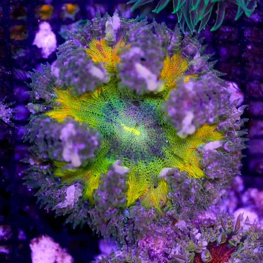 Rock Flower Anemone, Ultra 2" to 3" WYSIWYG