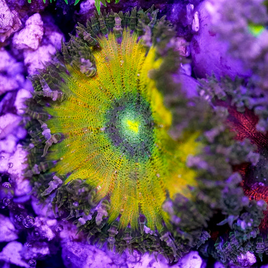 Rock Flower Anemone, Green 2" to 3" WYSIWYG