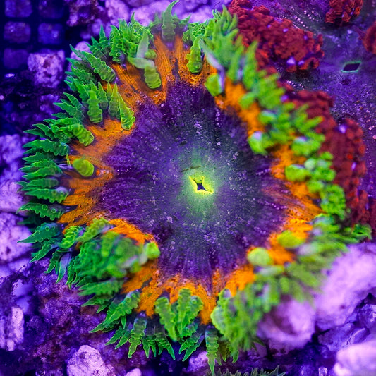 Rock Flower Anemone, Ultra 2" to 3" WYSIWYG