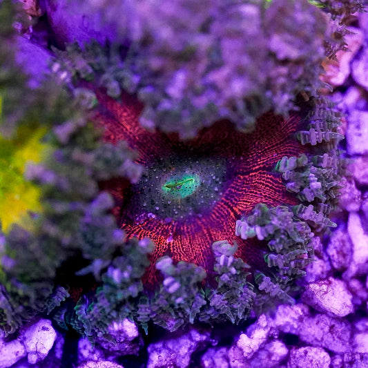 Rock Flower Anemone, Premium 2" to 3" WYSIWYG