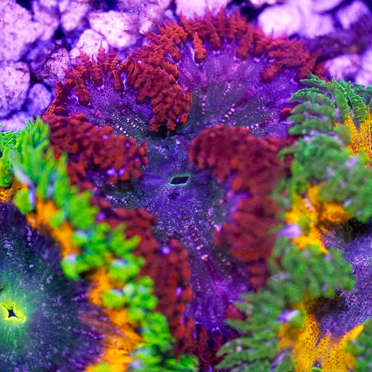 Rock Flower Anemone, Premium 2" to 3" WYSIWYG