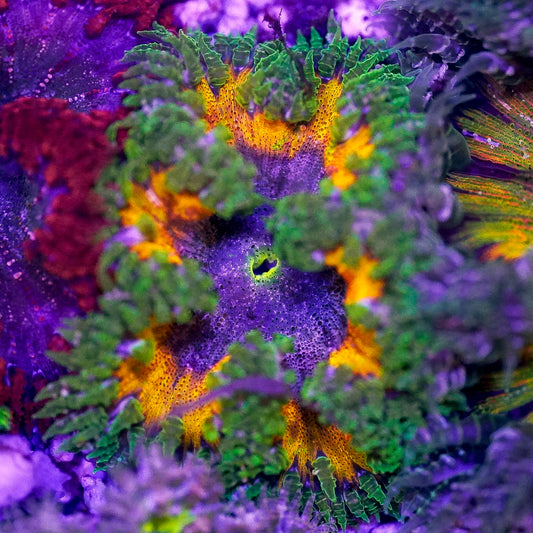 Rock Flower Anemone, Ultra 2" to 3" WYSIWYG