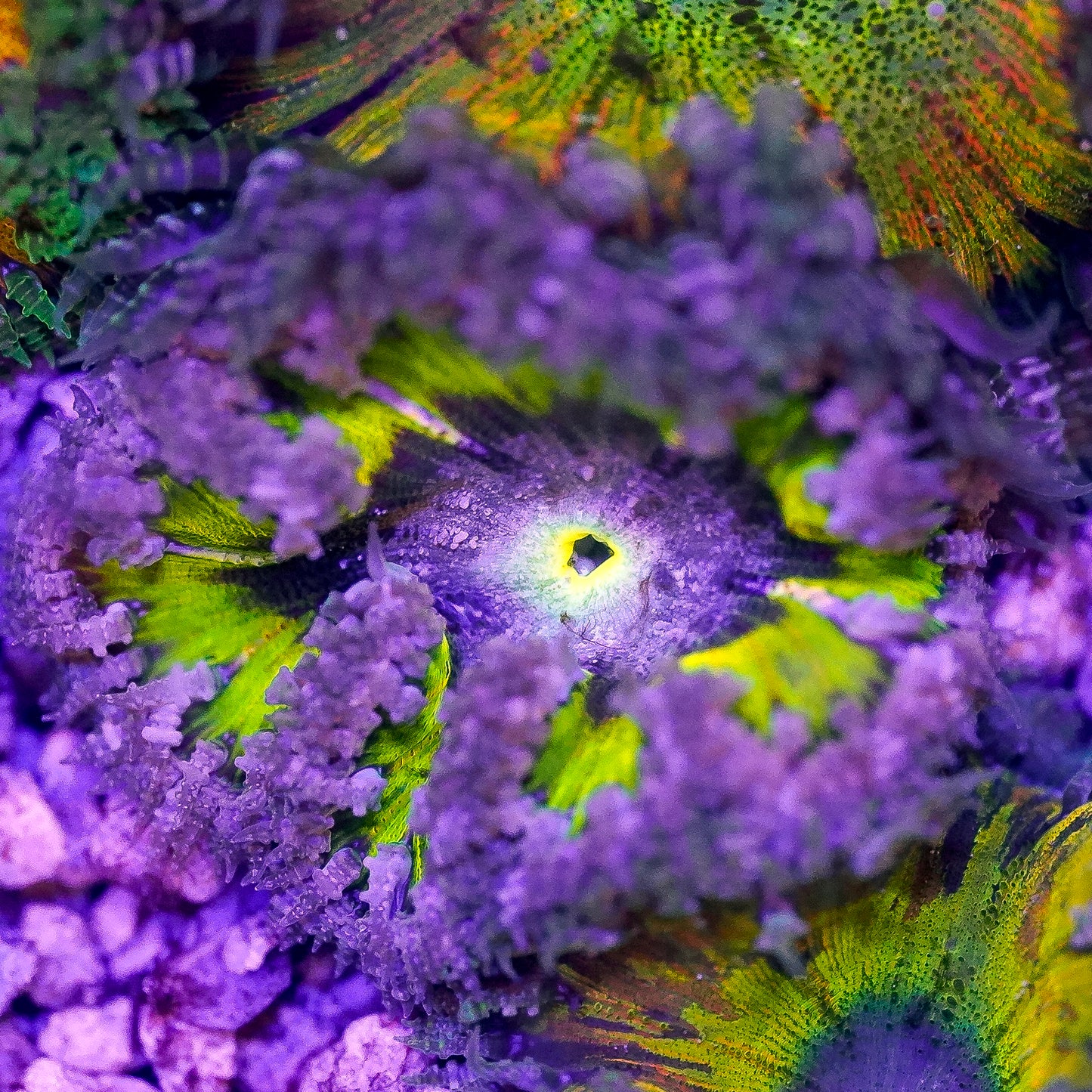 Rock Flower Anemone, Ultra 2" to 3" WYSIWYG