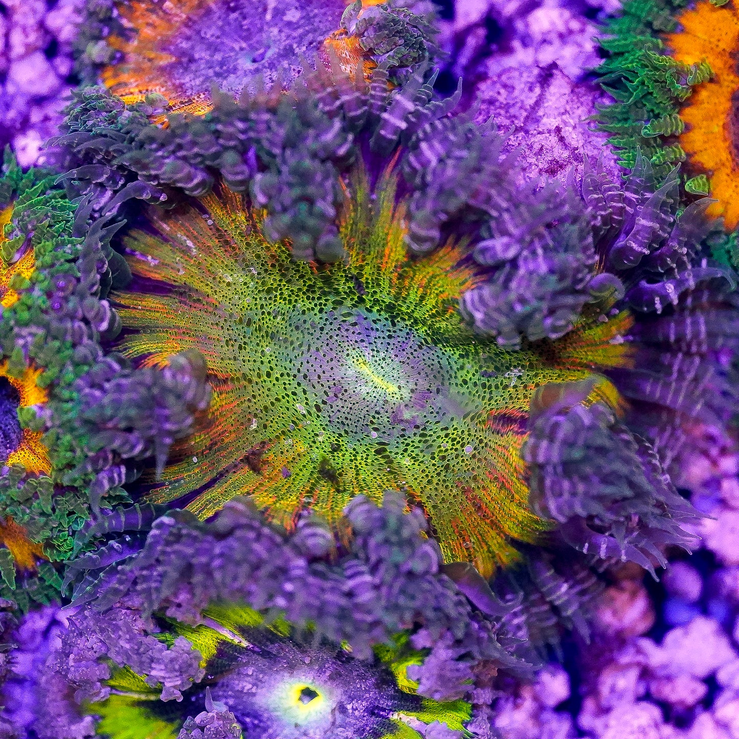 Rock Flower Anemone, Ultra 2" to 3" WYSIWYG
