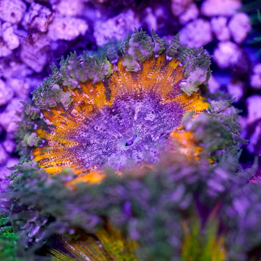 Rock Flower Anemone, Ultra 2" to 3" WYSIWYG