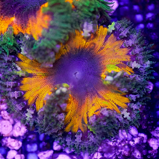 Rock Flower Anemone, Ultra 2" to 3" WYSIWYG