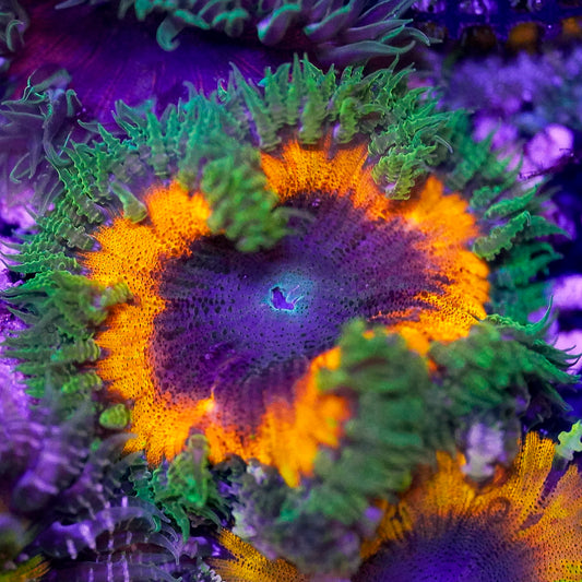 Rock Flower Anemone, Ultra 2" to 3" WYSIWYG