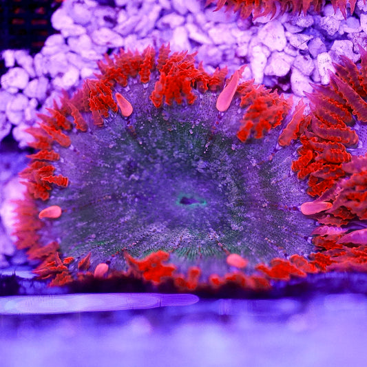 Rock Flower Anemone, Premium 2" to 3" WYSIWYG