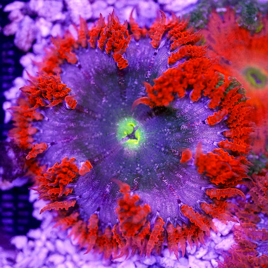 Rock Flower Anemone, Premium 2" to 3" WYSIWYG