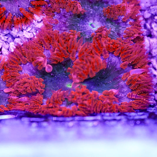 Rock Flower Anemone, Premium 2" to 3" WYSIWYG