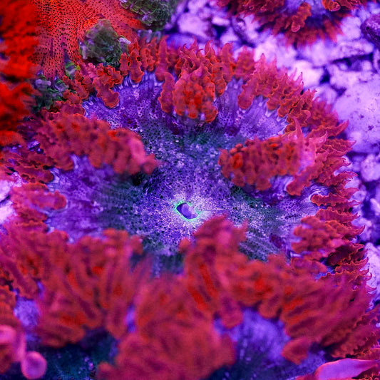 Rock Flower Anemone, Premium 2" to 3" WYSIWYG
