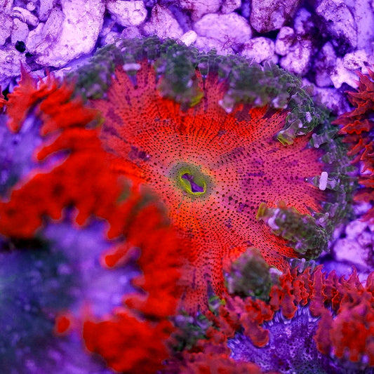 Rock Flower Anemone, Premium 2" to 3" WYSIWYG