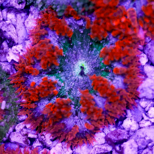 Rock Flower Anemone, Premium 2" to 3" WYSIWYG