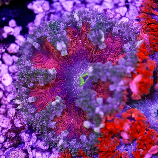 Rock Flower Anemone, Premium 2" to 3" WYSIWYG