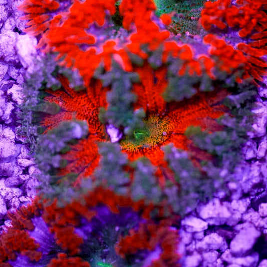 Rock Flower Anemone, Premium 2" to 3" WYSIWYG