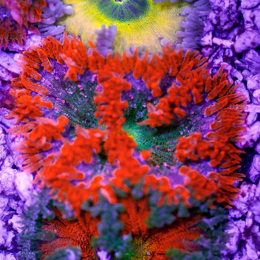 Rock Flower Anemone, Premium 2" to 3" WYSIWYG
