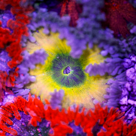 Rock Flower Anemone, Ultra 2" to 3" WYSIWYG