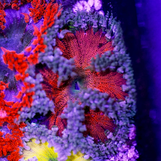 Rock Flower Anemone, Premium 2" to 3" WYSIWYG