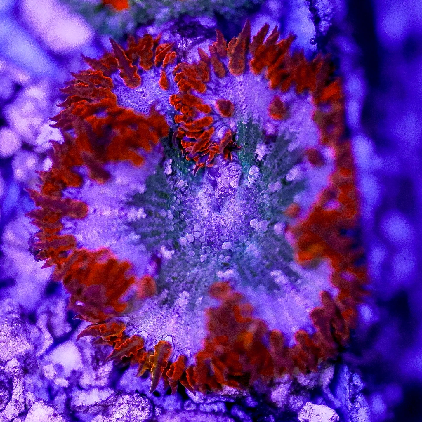 Rock Flower Anemone, Premium 2" to 3" WYSIWYG