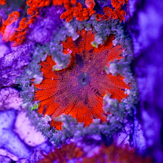 Rock Flower Anemone, Premium 2" to 3" WYSIWYG