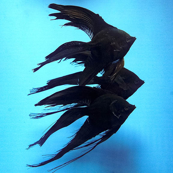 Black Veil Angel Trio 3" to 4" WYSIWYG