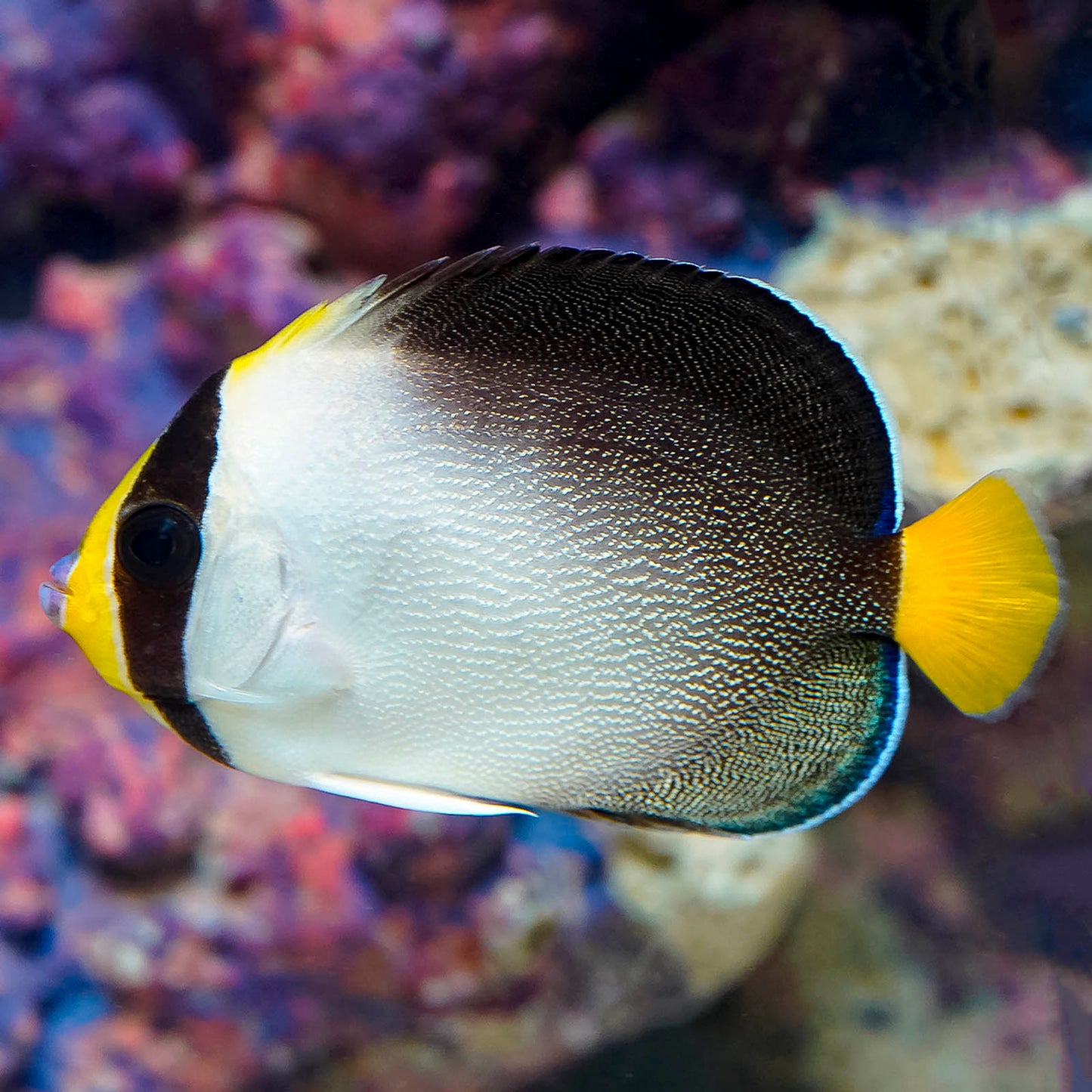 Singapore Angelfish 3.25" WYSIWYG