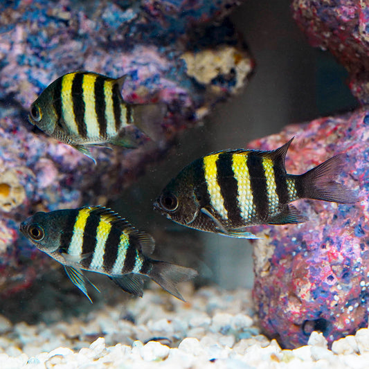 Sergeant Major Damselfish 3-Lot 1.75" WYSIWYG