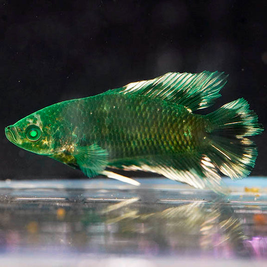 Emerald-Eyed Phantom Betta - Green & White Doubletail Plakat WYSIWYG