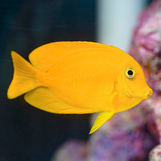 Fijian Mimic Lemon Peel Tang 3.5" WYSIWYG