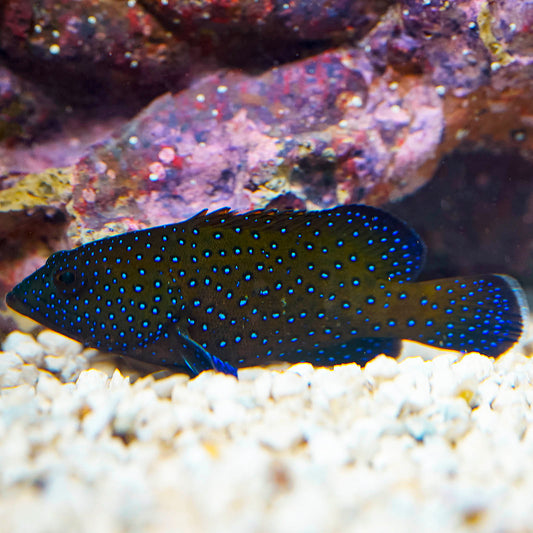 Blue Dot Grouper 4" WYSIWYG