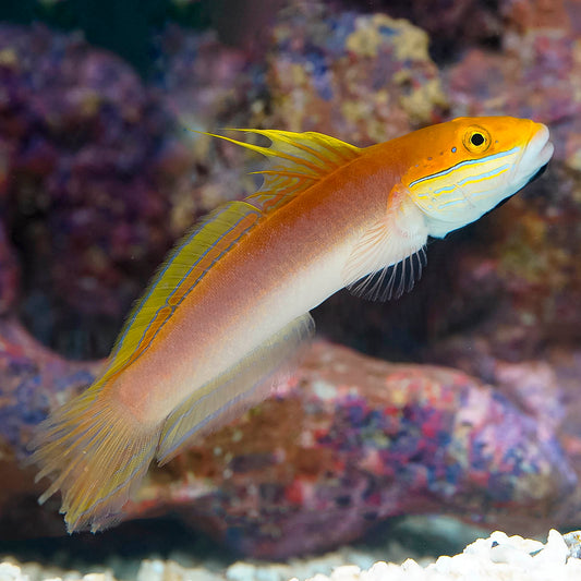 Bella Goby 5" WYSIWYG