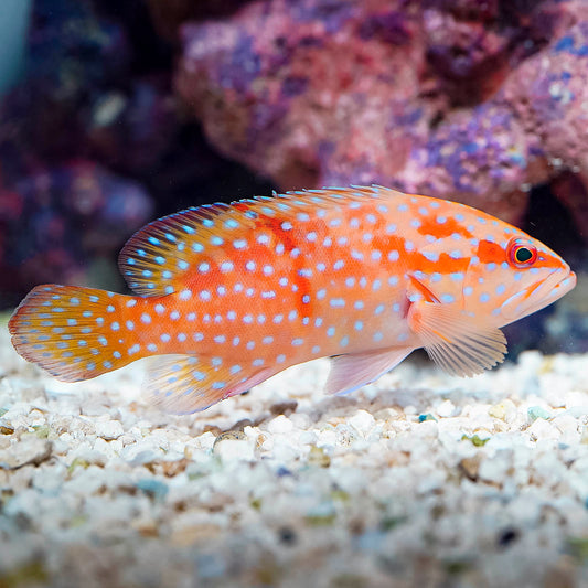 Miniatus Grouper 5.25" WYSIWYG