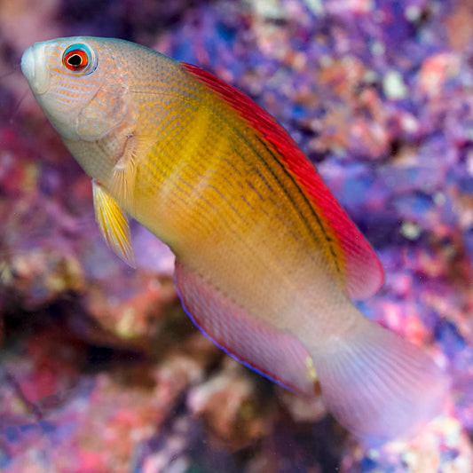 Dampiera Dottyback 4.75" WYSIWYG