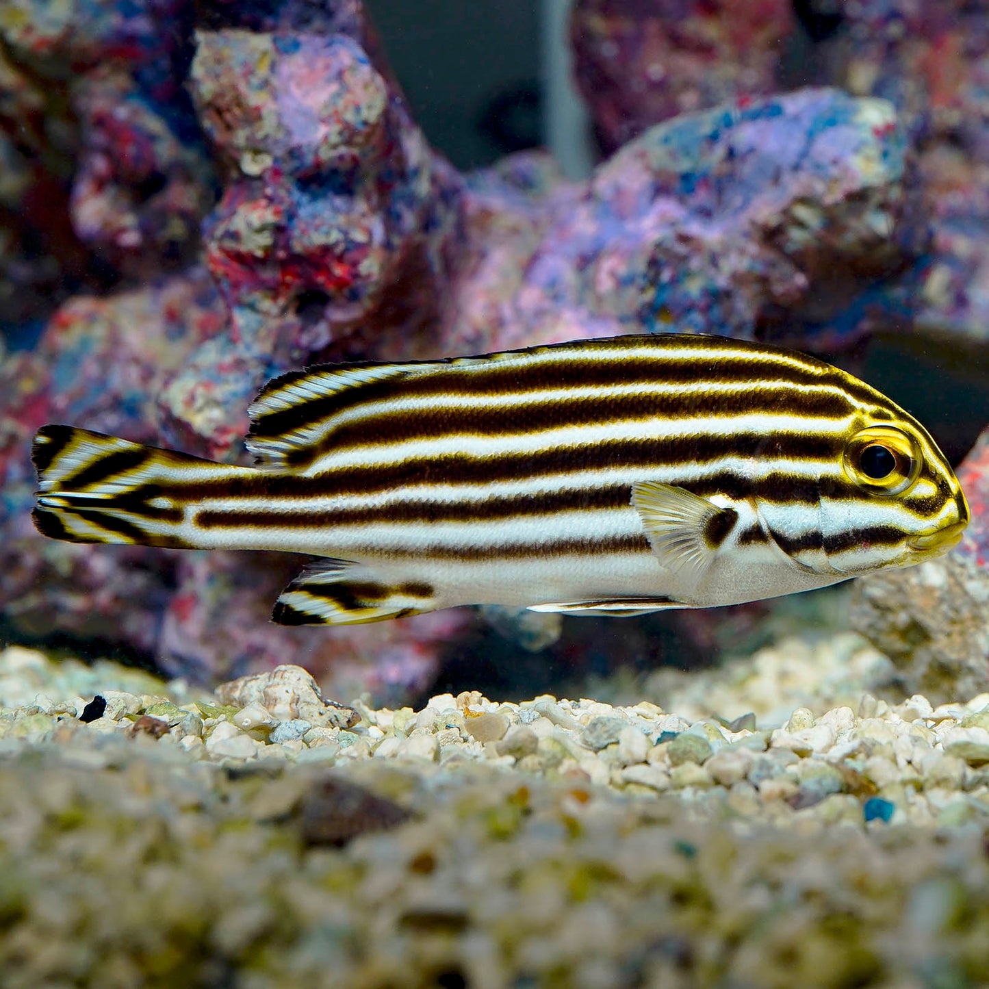 Striped Sweetlips 3.25" WYSIWYG