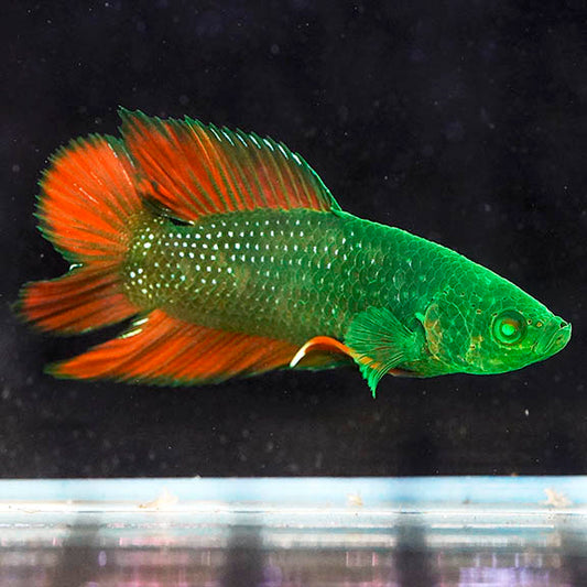 Emerald-Eyed Phantom Betta - Green & Red Doubletail Plakat WYSIWYG