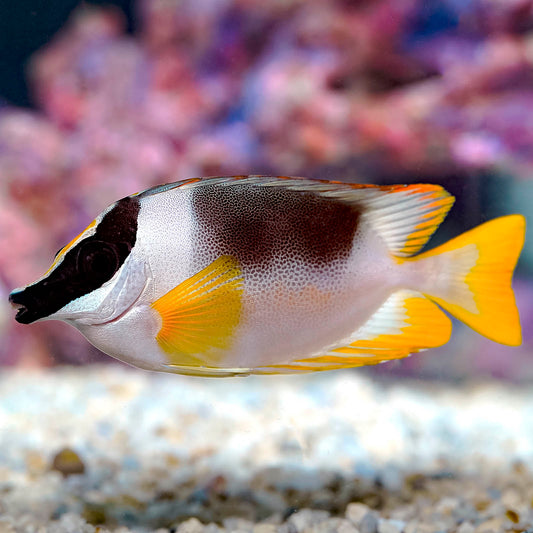 Magnificent Foxface 3.5" WYSIWYG