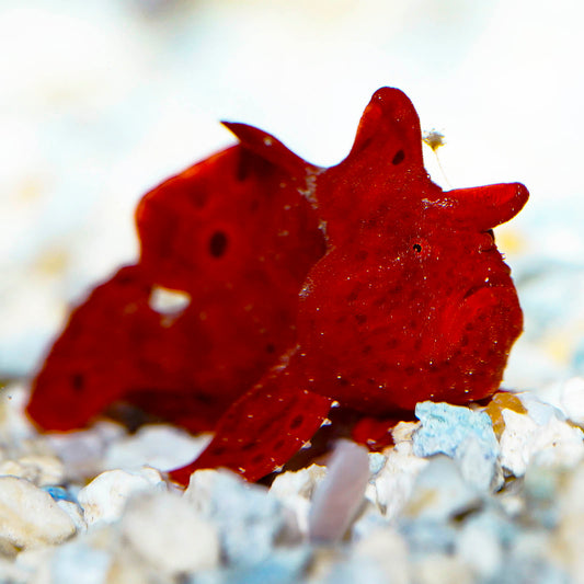 Red Angler 1.5" WYSIWYG