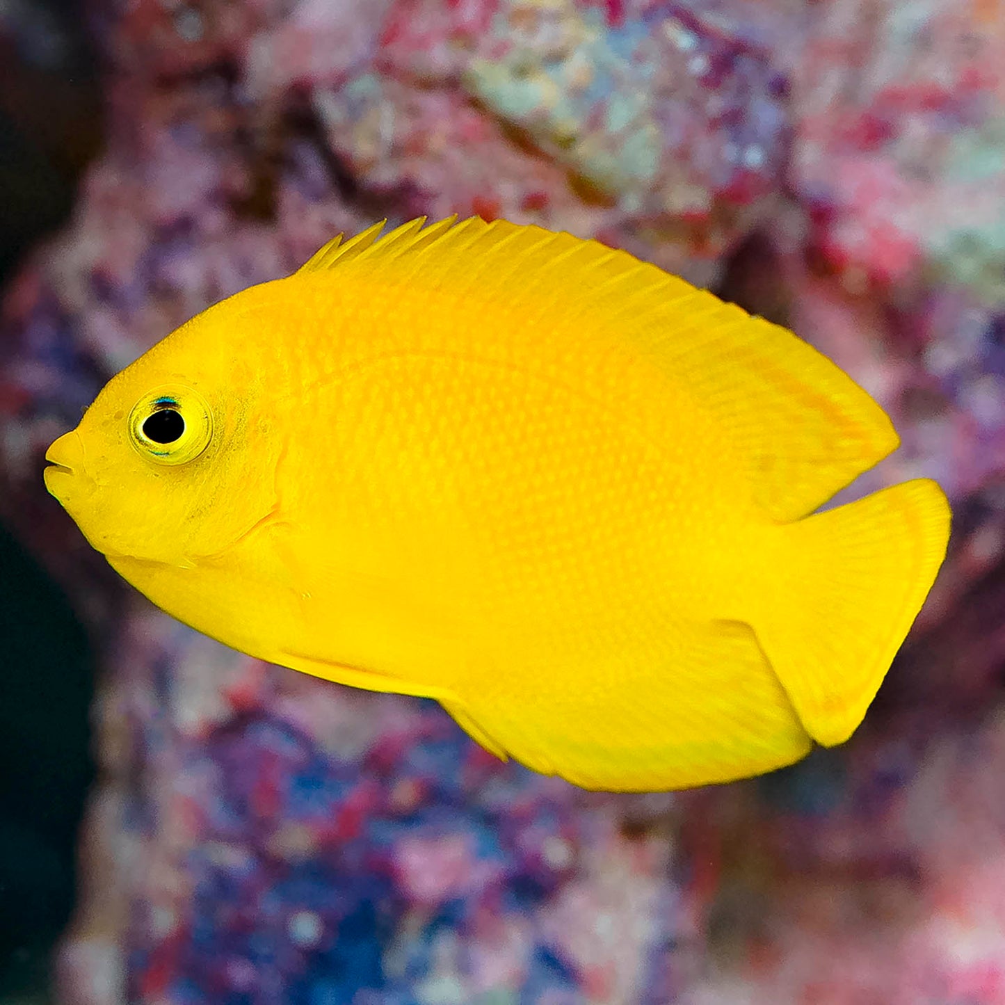 Yellow Angelfish 2" WYSIWYG