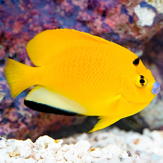 Flagfin Angelfish 3.5" WYSIWYG