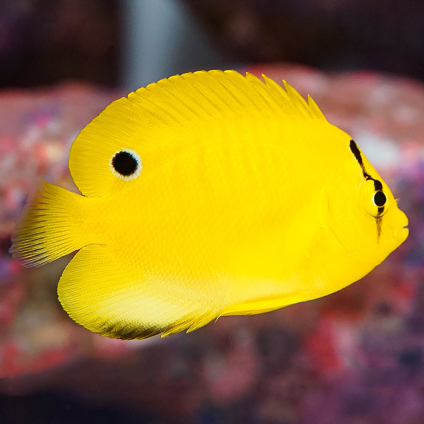Flagfin Angelfish Juvenile 1.5" WYSIWYG