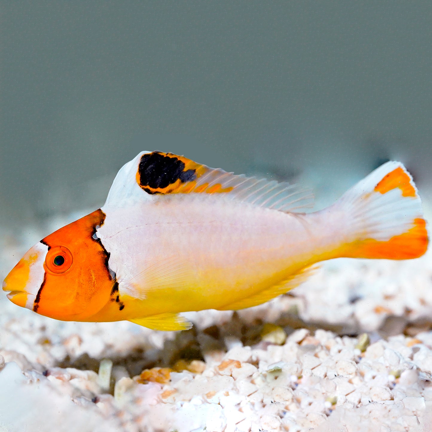 Bicolor Parrotfish 4" WYSIWYG