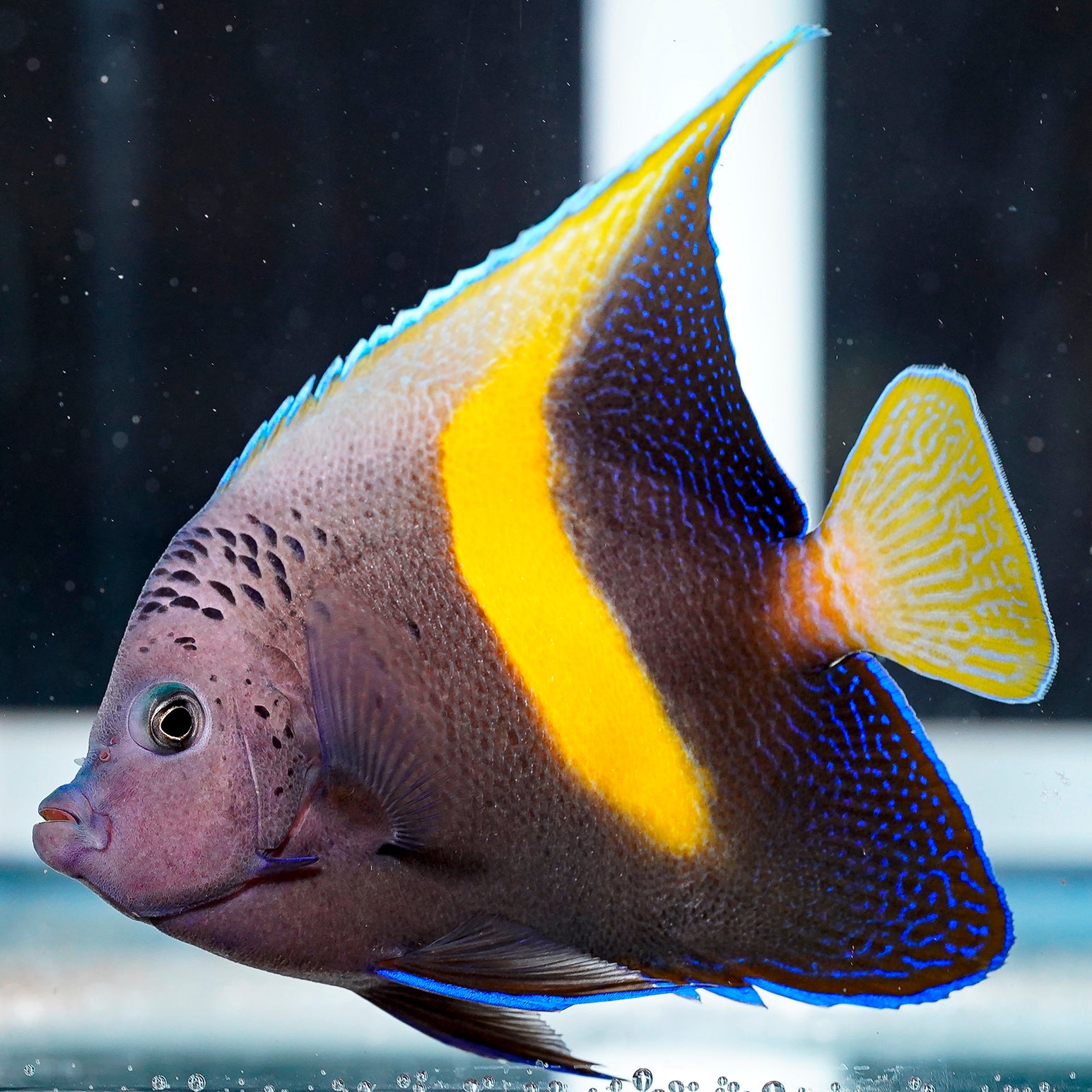 All Angelfish Species Saltwater