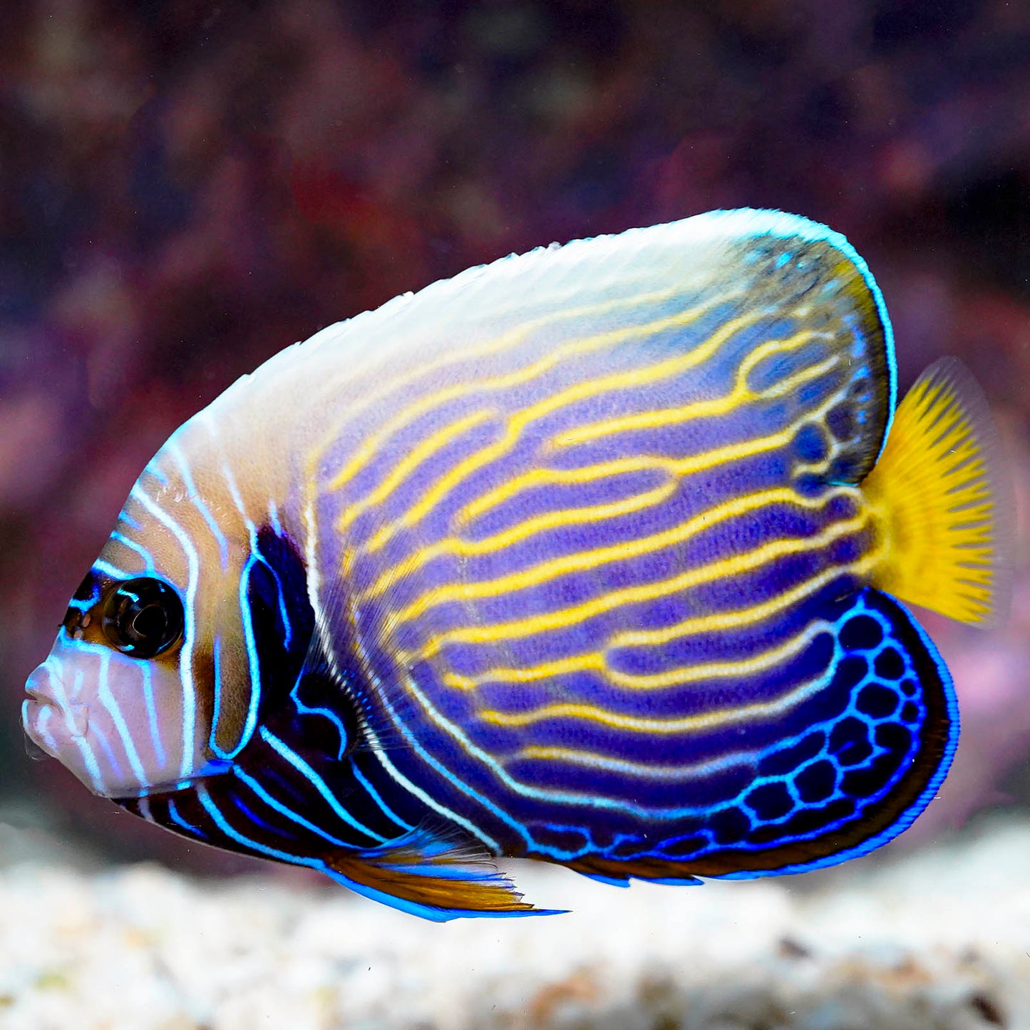 Emperor Angelfish Transitioning 4.5" WYSIWYG