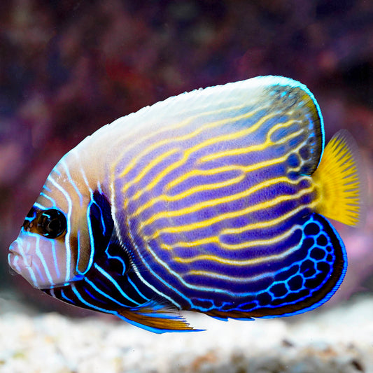 Emperor Angelfish Transitioning 4.5" WYSIWYG