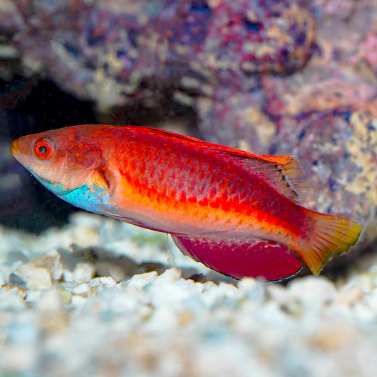 Blue Throat Fairy Wrasse 3" WYSIWYG