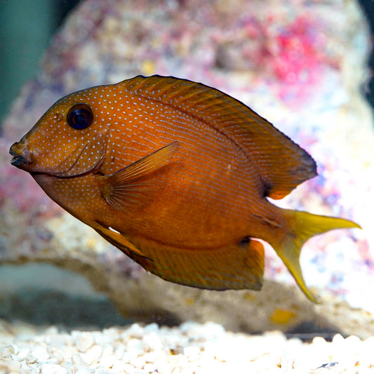 Two Spot Bristletooth Tang 5.25" WYSIWYG